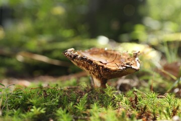One poisonous mushroom growing in forest, closeup. Space for text