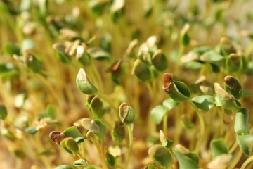 Growing microgreen. Many sprouted arugula seeds as background, closeup
