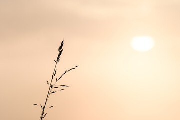 Herbs in thick fog at sunrise against the backdrop of the rising sun. Picturesque landscapes. Idyllic rural landscape. Pure nature, environment, ecology. Can be used as background.