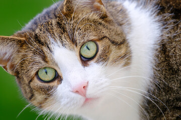 Portrait of a beautiful tabby cat with green eyes and pink nose outdoors on green background, close up. Domestic European shorthair cat.
