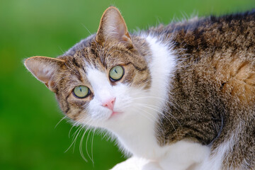 Portrait of a beautiful tabby cat with green eyes and pink nose outdoors on green background, close up. Domestic European shorthair cat.