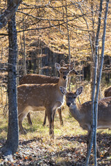 female spotted deer in the autumn forest
