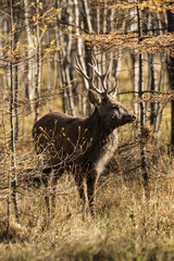 male spotted deer in the autumn forest