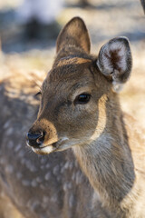 Portrait of a young deer in the park