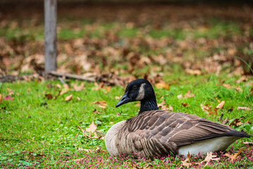 goose in the park