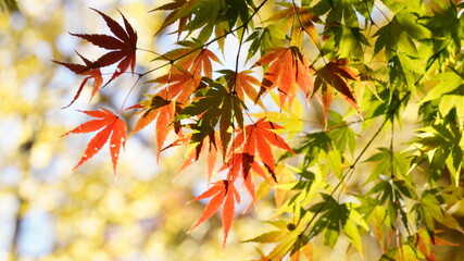 Fototapeta premium Maple and autumn scenery at Hwaeomsa Temple in Korea