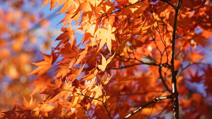 Naklejka na ściany i meble Maple and autumn scenery at Hwaeomsa Temple in Korea