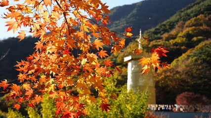 Obraz premium Maple and autumn scenery at Hwaeomsa Temple in Korea