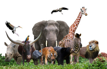group of wildlife animals in the jungle together