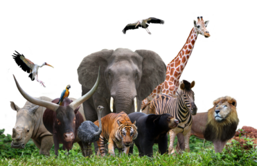 group of wildlife animals in the jungle together