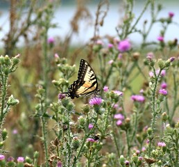 butterfly on a flower