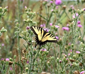 Yellow swallowtail butterfly 