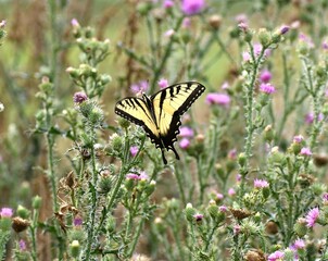 butterfly on a flower