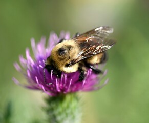 Bee on thistle macro