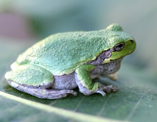Green tree frog
