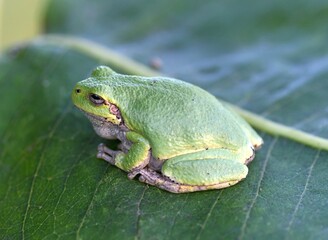 Green tree frog on a leaf