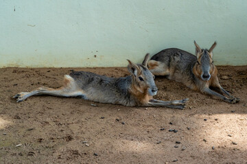 Naklejka premium Two Patagonian Maras (Dolichotis patagonum) lie on the bare ground with their legs extended next to a stone wall in a zoo.