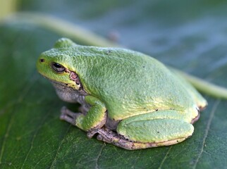Green tree frog on leaf