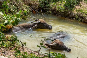 Two black water buffalos bathe in a small river in hot sunny weather. They completely climbed into the water; only their head with horns and the top of their back are visible.