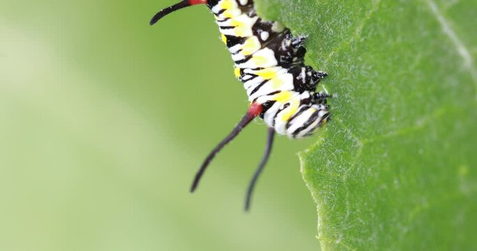 worm of Danaus chrysippus caterpillars eat leaves