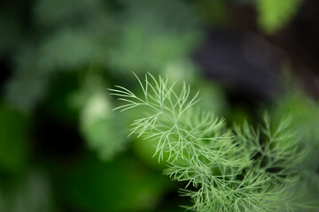 Fresh dill growing in the garden. Selective focus. Shallow depth of field