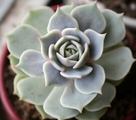 close up of a succulent 