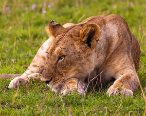 Lioness laying in grass