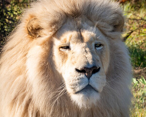 White lion in Tenikwa Wildlife Rehabilitation and Awareness Centre in Plettenberg Bay, South Africa
