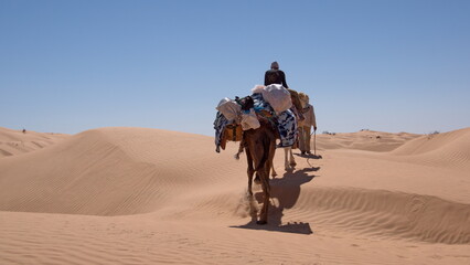 Dromedary camels (Camelus dromedarius) on a camel trek in the Sahara Desert, outside of Douz,...