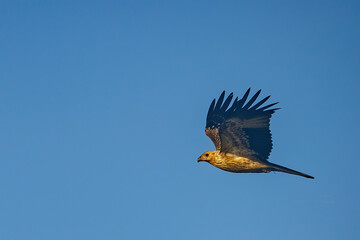 Whistling Kite (Haliastur sphenurus)
