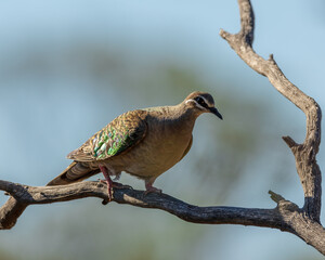 Common Bronzewing (Phaps chalcoptera)