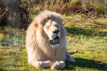 White lion in Tenikwa Wildlife Rehabilitation and Awareness Centre in Plettenberg Bay, South Africa