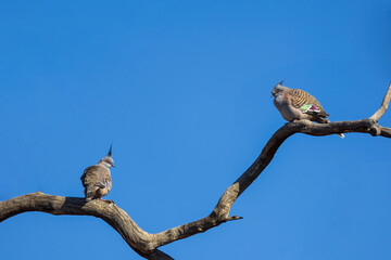 Crested Pigeon (Ocyphaps lophotes)