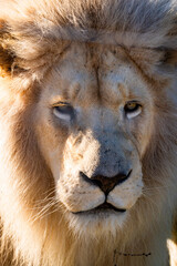 White lion in Tenikwa Wildlife Rehabilitation and Awareness Centre in Plettenberg Bay, South Africa
