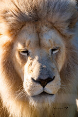 White lion in Tenikwa Wildlife Rehabilitation and Awareness Centre in Plettenberg Bay, South Africa