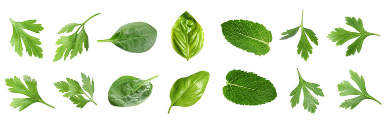 Set with different greens isolated on white. Parsley, baby spinach, basil and mint