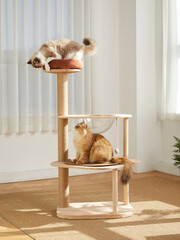 Cat Tower,Cat tree,pet cat wooden frame,cat climbing frame,indoor © wei