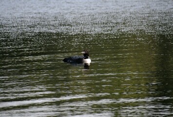 Loon on the lake