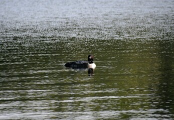 duck on the lake