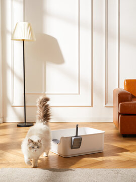 cat litter box,Cat litter basin,pet toilet,indoor