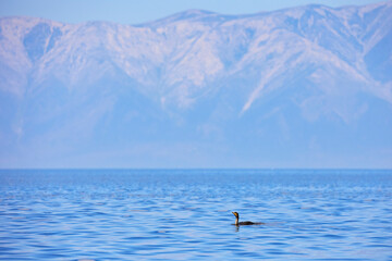 A cormorant bird floats on the water against the background of mountains
