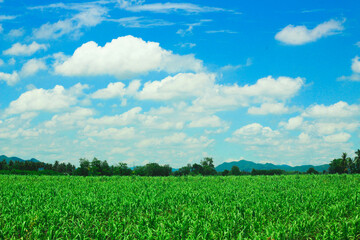 The atmosphere of the farmers' farms.