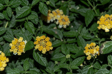 Focus photography of yellow flowers in the park