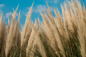 Pampas grasses blooming under the blue autumn sky