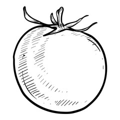 tomato hand drawn