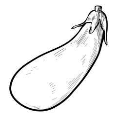 brinjal hand drawn
