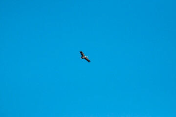 Picture of birds flying in the sky in the wind