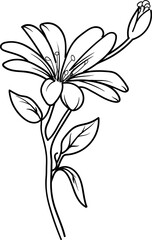 Fototapeta na wymiar Daisy flower outline illustration