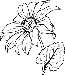 Sunflower outline illustration