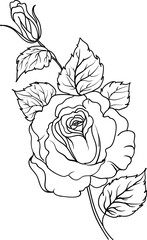 Rose flower outline illustration
